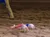 Two piglets wearing colored capes race each other in a sandy arena.