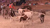 Longhorns at Dolly Parton's Stampede Dinner Show Pigoen Forge