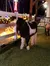 A small black and white pony stands on artificial grass in a festively lit outdoor setting at night.
