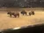 Five bison stand on a sandy arena floor in front of an audience in elevated seating.