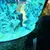 A person is admiring a lionfish in a brightly lit aquarium.