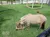 A small horse is eating hay from a sack on a grassy surface in a fenced area.