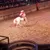 A rider dressed in colorful attire performs on a white horse in an arena, with an audience watching in the background.