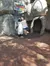 Penguin Pic at Ripleys Aquarium of the Smokies