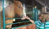 A woman is gently petting a large horse inside a stable.