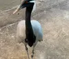 Demo's were fabulous

Penguins were coolXYZCraig Bennie - Allison Park, PA
