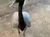 A gray crane with striking red eyes and a black neckband is standing on a concrete surface.