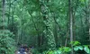 People on ATVs ride along a muddy trail through a lush, green forest.