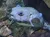A spotted pufferfish swims among the rocks in an aquarium setting.