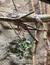 An iguana is lounging on some branches inside an enclosure, with some green leaves nearby.