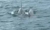 Two dolphins are swimming close together in the ocean.
