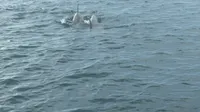 Two dolphins are swimming close together in the ocean.