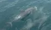 Two dolphins are swimming near the surface of the ocean.
