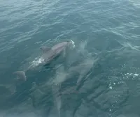Two dolphins are swimming near the surface of the ocean.