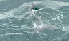 Two dolphins are swimming near the surface of the water.