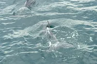 Two dolphins are swimming near the surface of the water.
