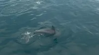 A dolphin is swimming near the surface of a calm ocean close to a boat, with tall buildings visible in the background.