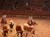 A rodeo scene with cowboys on horseback herding longhorn cattle in an arena, watched by a large audience.