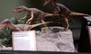 The image shows three dinosaur models, likely Velociraptors, displayed on a rocky platform with informational signs nearby.
