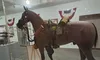 A museum display features a life-sized horse model equipped with historical military gear, including a saddle and saddlebags, inside a glass case.