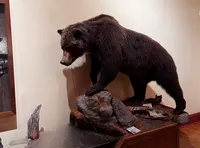 A taxidermy bear is displayed on a rock with fish underneath, in a museum setting with western-themed wall decorations.