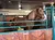 A brown horse with a light mane stands in a wooden stall while a person in a red shirt tends to its legs.