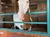 A brown and white horse is standing in a stall with a wooden gate and brick pillars, under a ceiling fan.