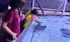 Two children are observing stingrays in a large touch tank at an aquarium.