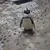 A penguin is standing on a rocky, textured surface.