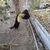 A toucan stands on the ground near a fence, interacting with a hanging black container.