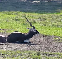 A blackbuck with twisted horns is resting on the grass.