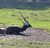 A blackbuck with twisted horns is resting on the grass.