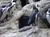 A group of penguins stand on rocky terrain, with some standing near small cave-like openings.