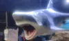 A large shark model with its mouth open is suspended above a rocky indoor aquarium exhibit.