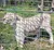 A white tiger is standing behind a metal fence in an outdoor enclosure.