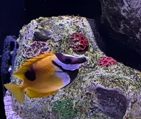 A yellow and brown fish swims near a rock in an aquarium.