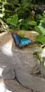Beautiful Butterfly at the Butterfly Palace and Rainforest Adventure