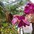 Beautiful Sights at the Butterfly Palace and Rainforest Adventure