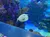 The image shows a vibrant aquarium scene with various colorful fish swimming among coral and rocks.