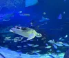 The aquarium was so fun. I thoroughly enjoyed it and it was wheel chair accessible the whole way.XYZDeanna Siu - Atascosa, TX