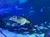 A large sea turtle swims gracefully among a variety of colorful fish and marine life in a vibrant underwater scene.