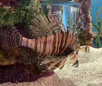 The aquarium was so fun. I thoroughly enjoyed it and it was wheel chair accessible the whole way.XYZDeanna Siu - Atascosa, TX