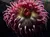 The image shows a vibrant sea anemone with pink and white tentacles set against a rocky underwater background.