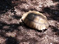 Tortise at Branson's Promised Land Zoo