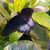 Giant Butterfly at the Butterfly Palace and Rainforest Adventure