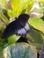 Giant Butterfly at the Butterfly Palace and Rainforest Adventure