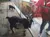 Goats at Alpine Mountain Coaster at Goats on the Roof Pigeon Forge
