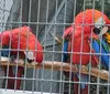 Two Parrots at Parrot Mountain and Tropical Bird Sanctuary