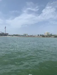 Clearwater Dolphin Cruise - loved every moment