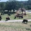 Wild Buffalo at Mount Rushmore